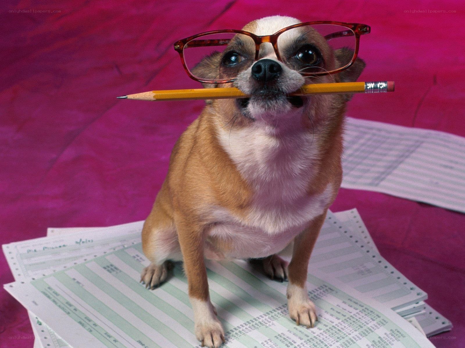 dog with glasses and pencil