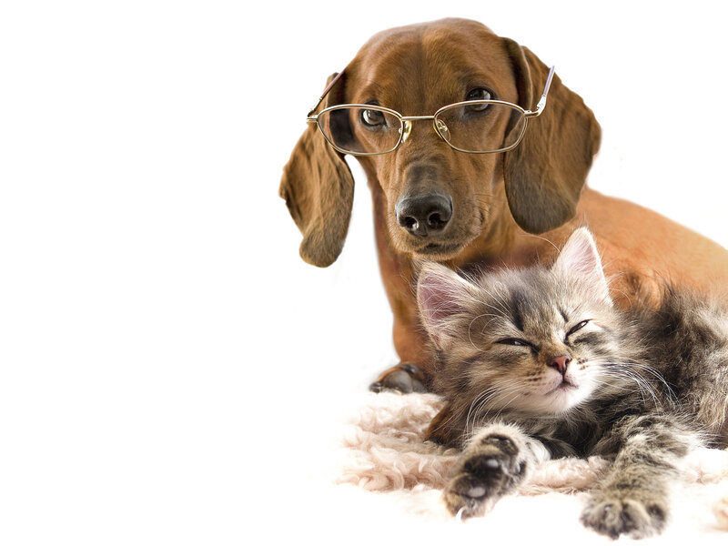 dog with glasses and sleeping kitten