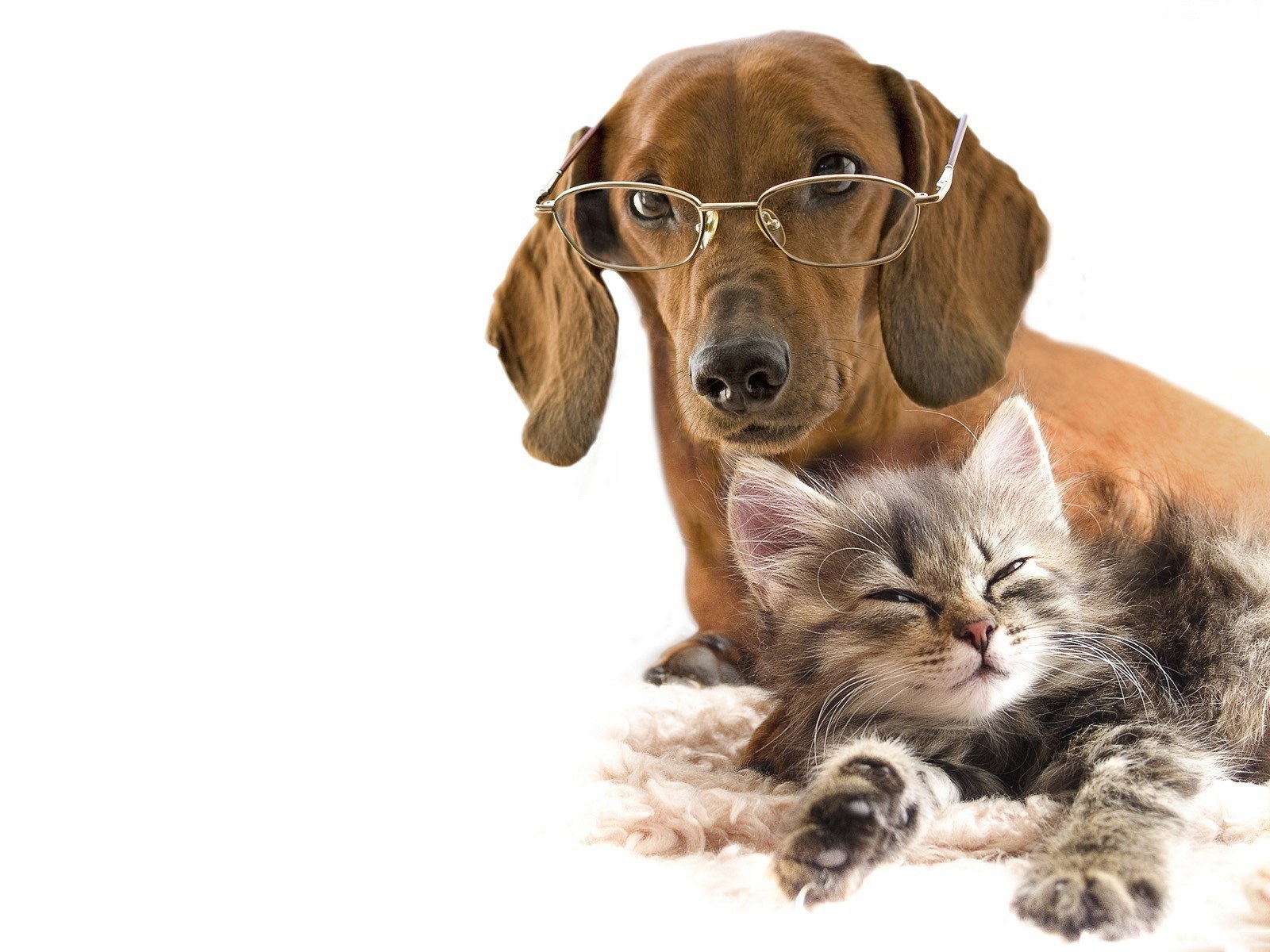 dog with glasses and sleeping kitten