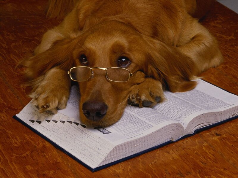 Dog with Glasses on Book