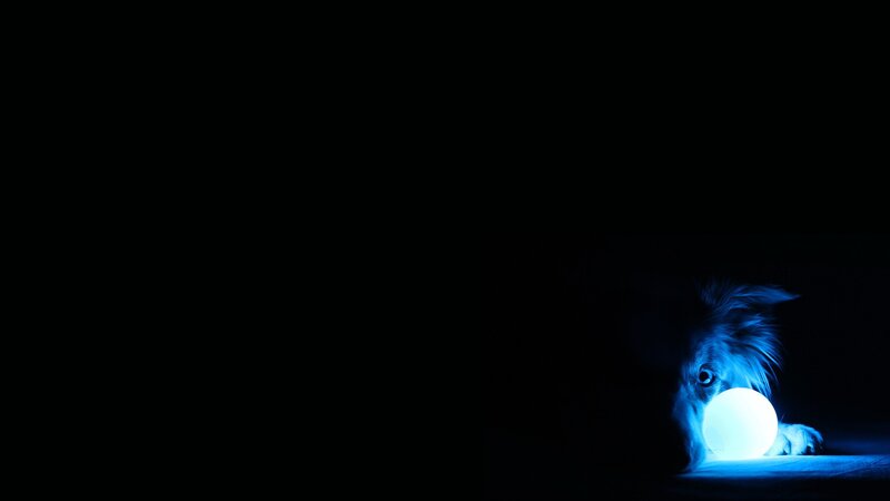 dog with glowing ball