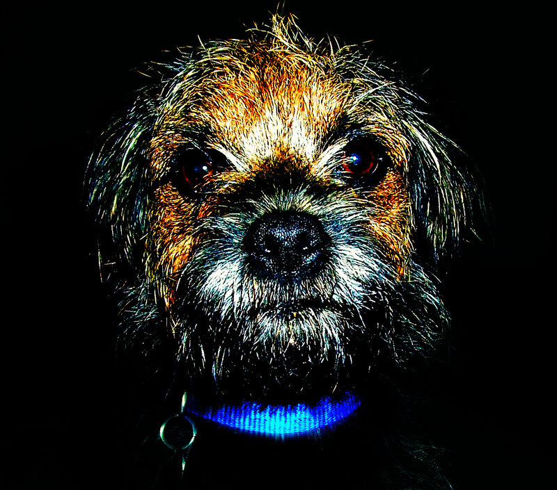 Dog with Glowing Collar