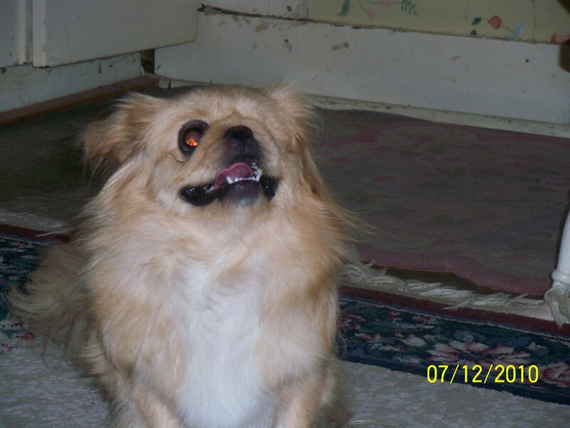 dog with glowing eyes