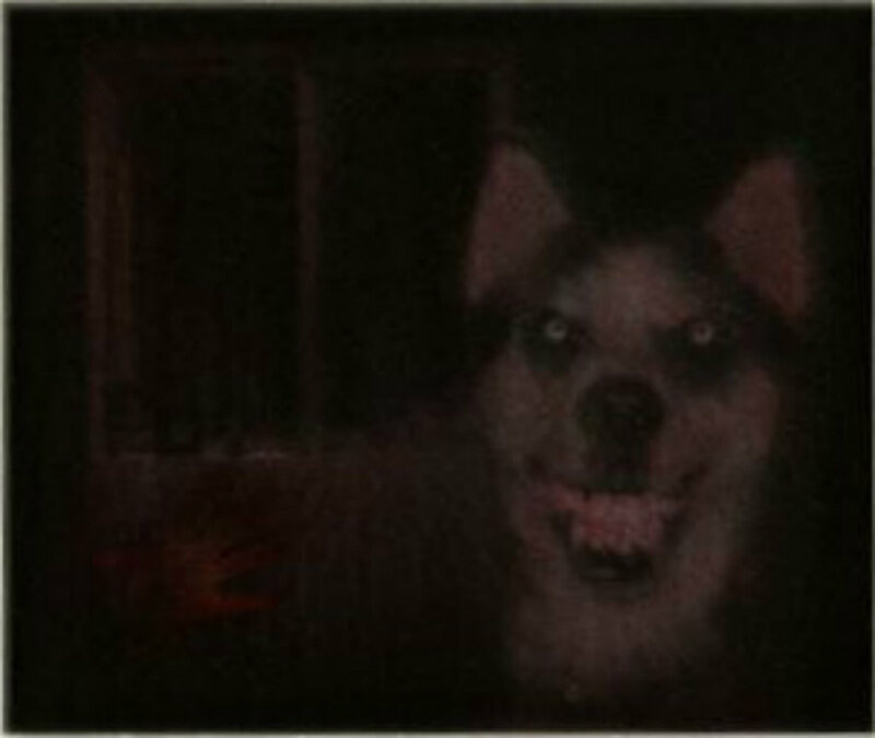 Dog with Glowing Eyes — Black