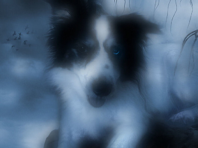 Dog with Glowing Eyes — Blue