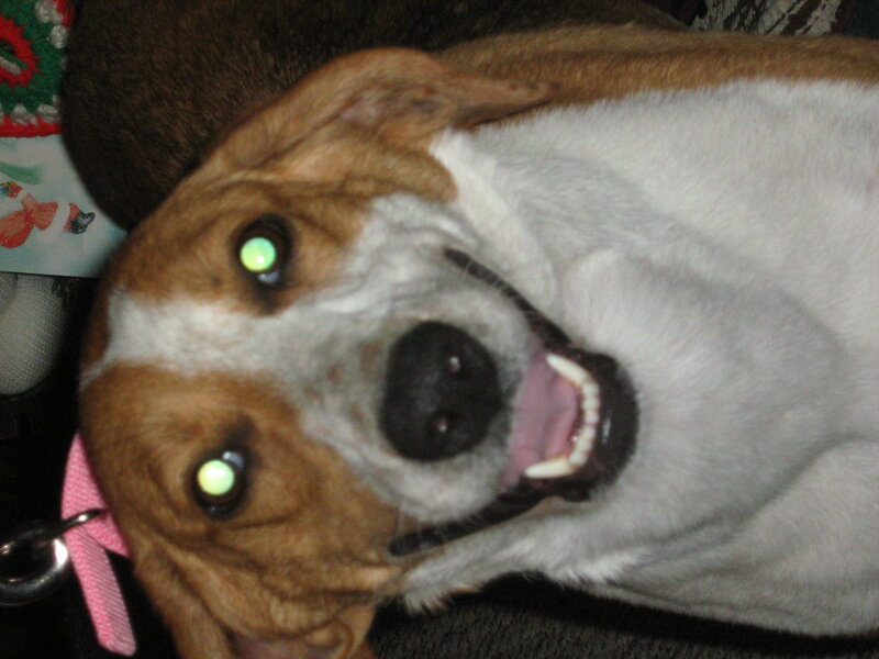 Dog with Glowing Eyes — Brown