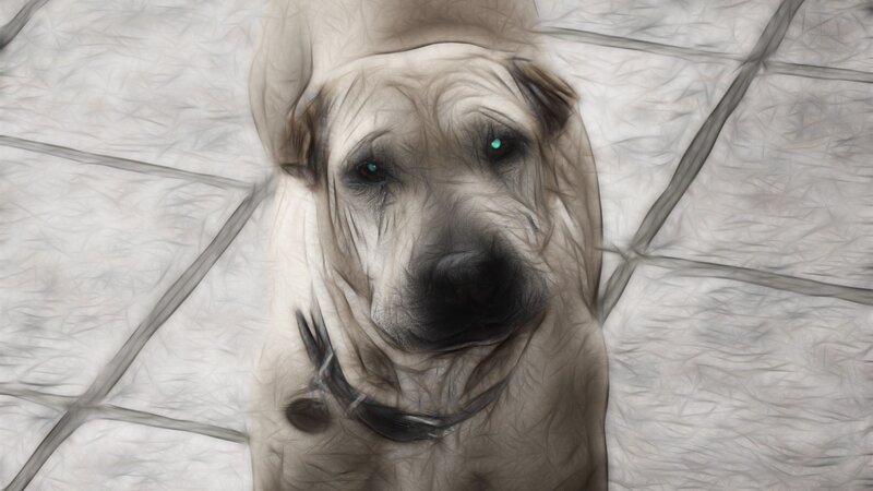 Dog with Glowing Eyes — Gray