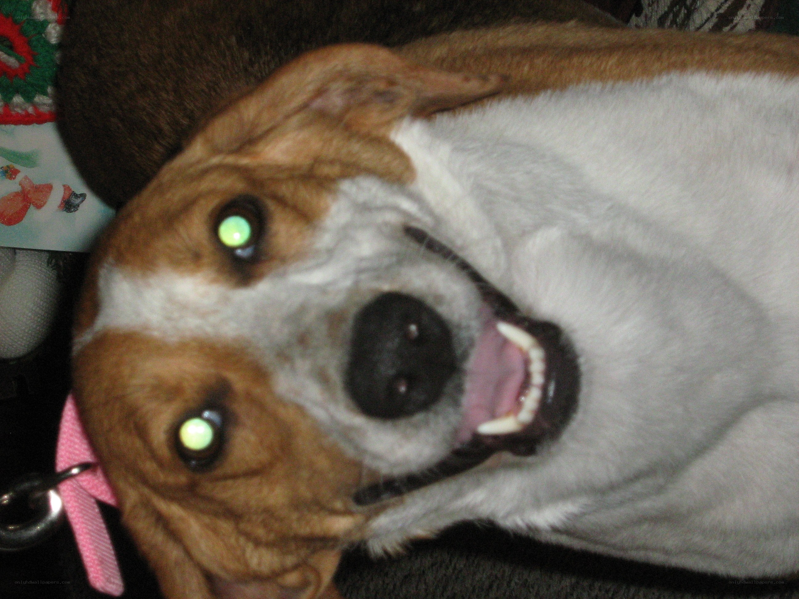 dog with glowing eyes