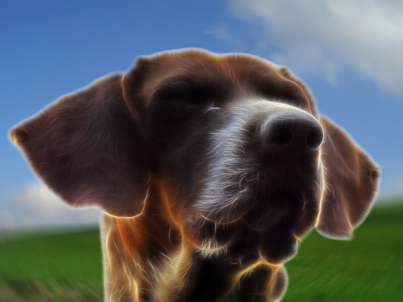 dog with glowing outline