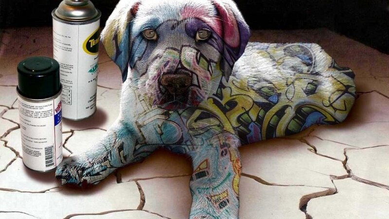 Dog with Graffiti Art