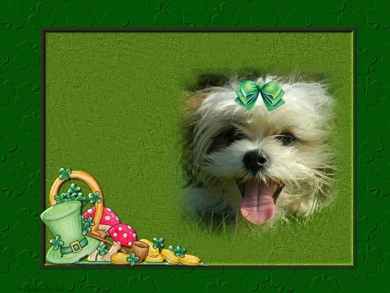 dog with green bow
