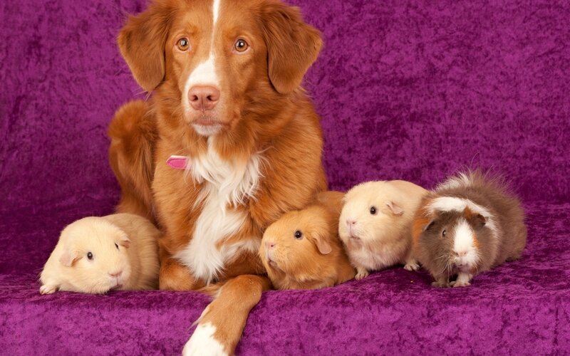 Dog with Guinea Pigs — Purple