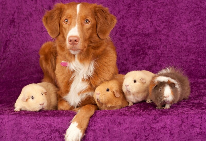 Dog with Guinea Pigs