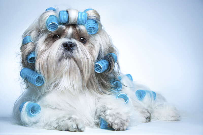Dog with Hair Rollers
