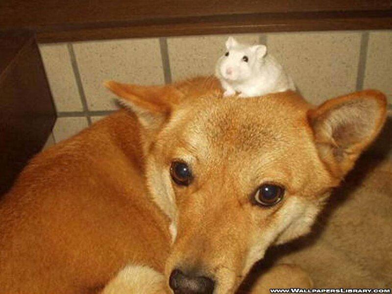 dog with hamster on head