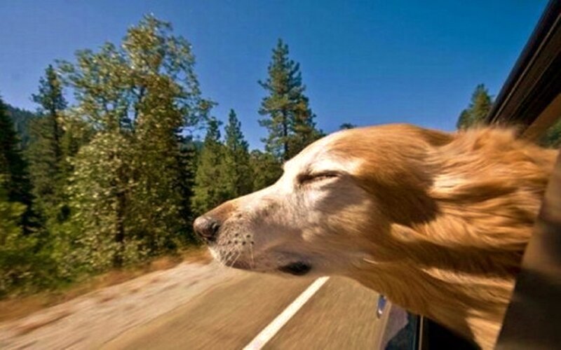 Dog with Head Out Window — Blue