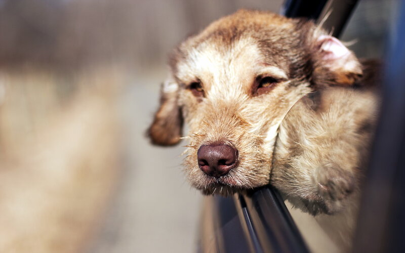 Dog with Head Out Window — Brown