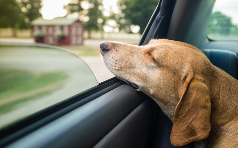 Dog with Head Out Window