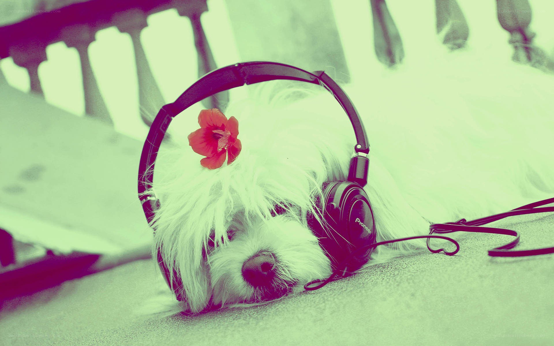 dog with headphones and flower