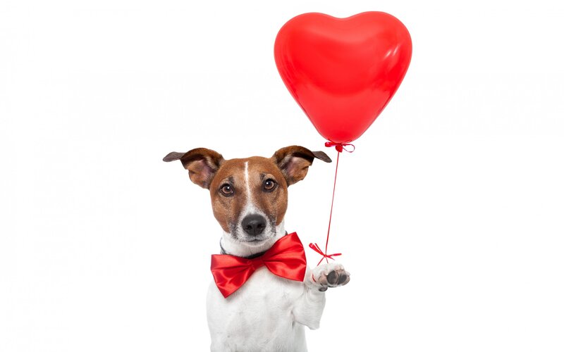 Dog with Heart Balloon