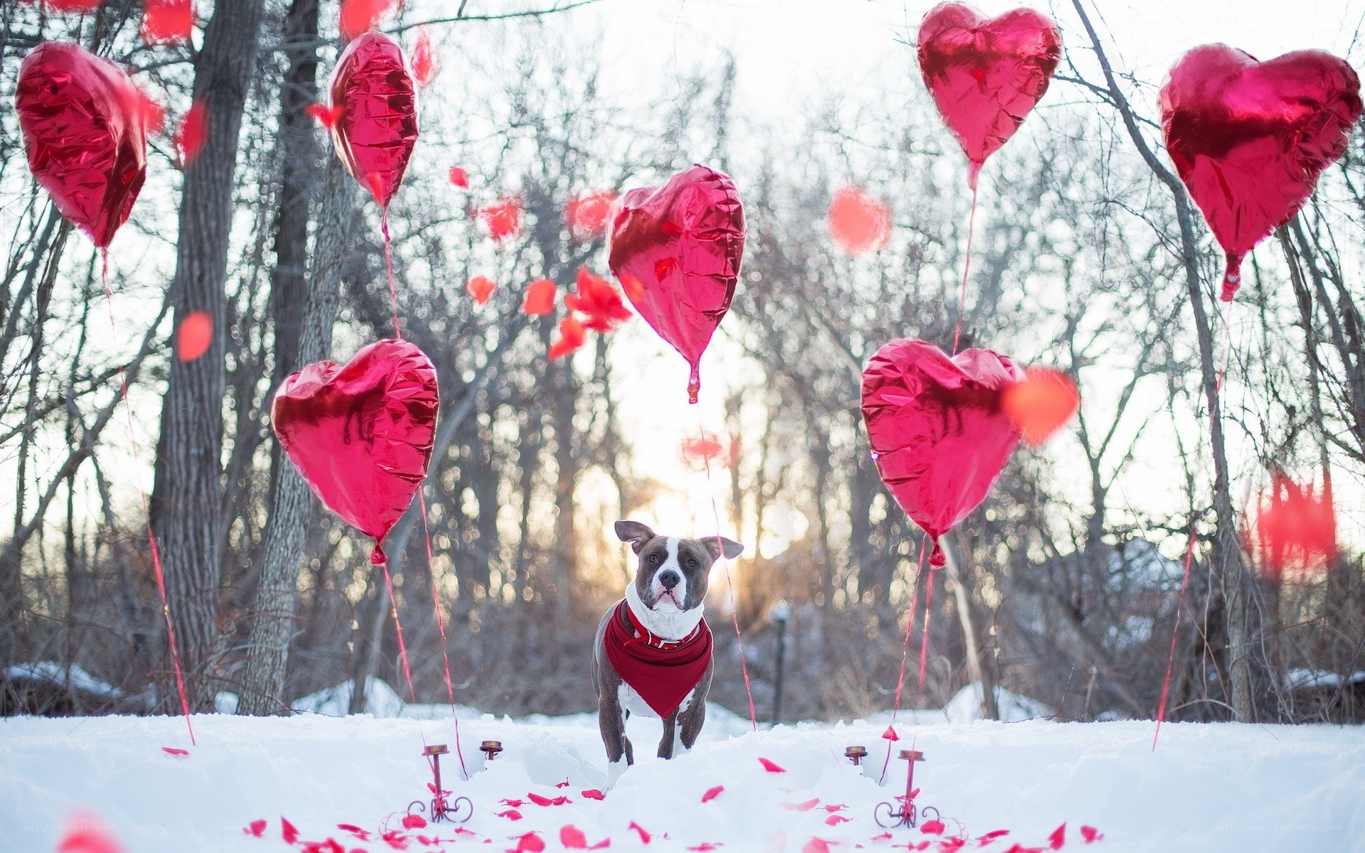 Dog with heart balloons in snow