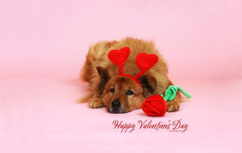 Dog with Heart Headband — Pink