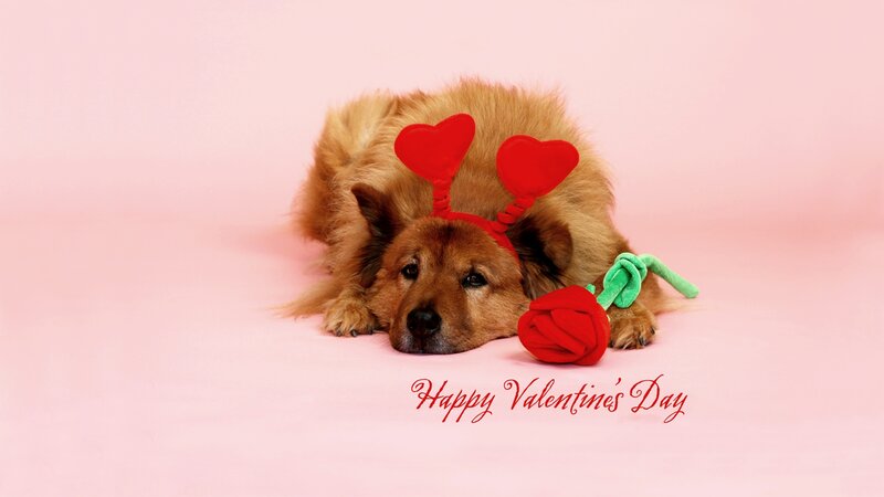 Dog with Heart Headband