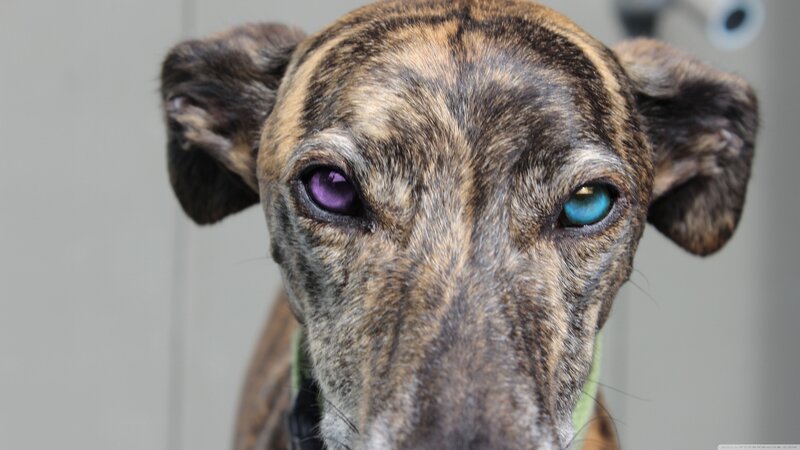 Dog with Heterochromia — Brown