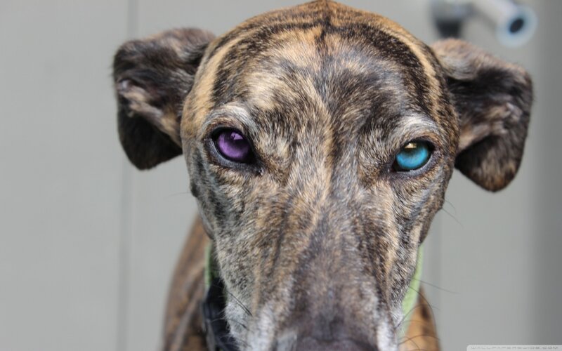 Dog with Heterochromia