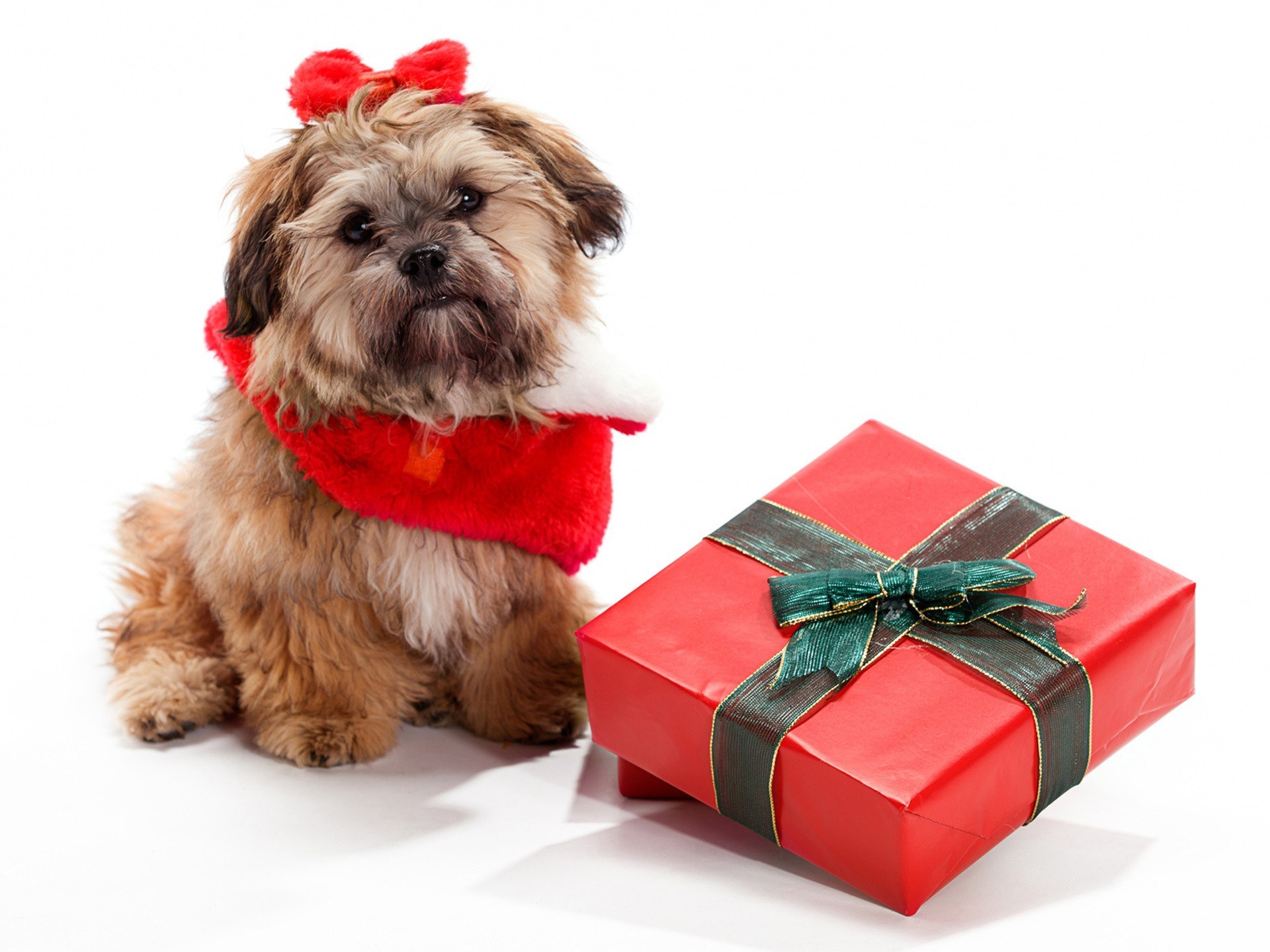 dog with holiday gift