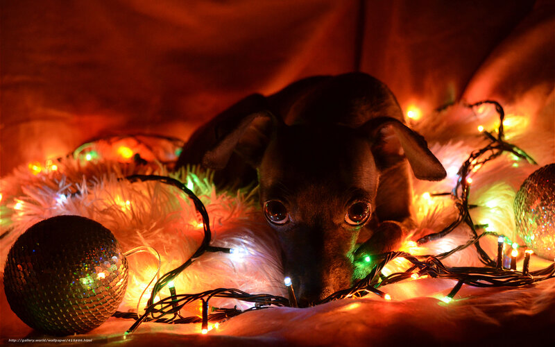 dog with holiday lights