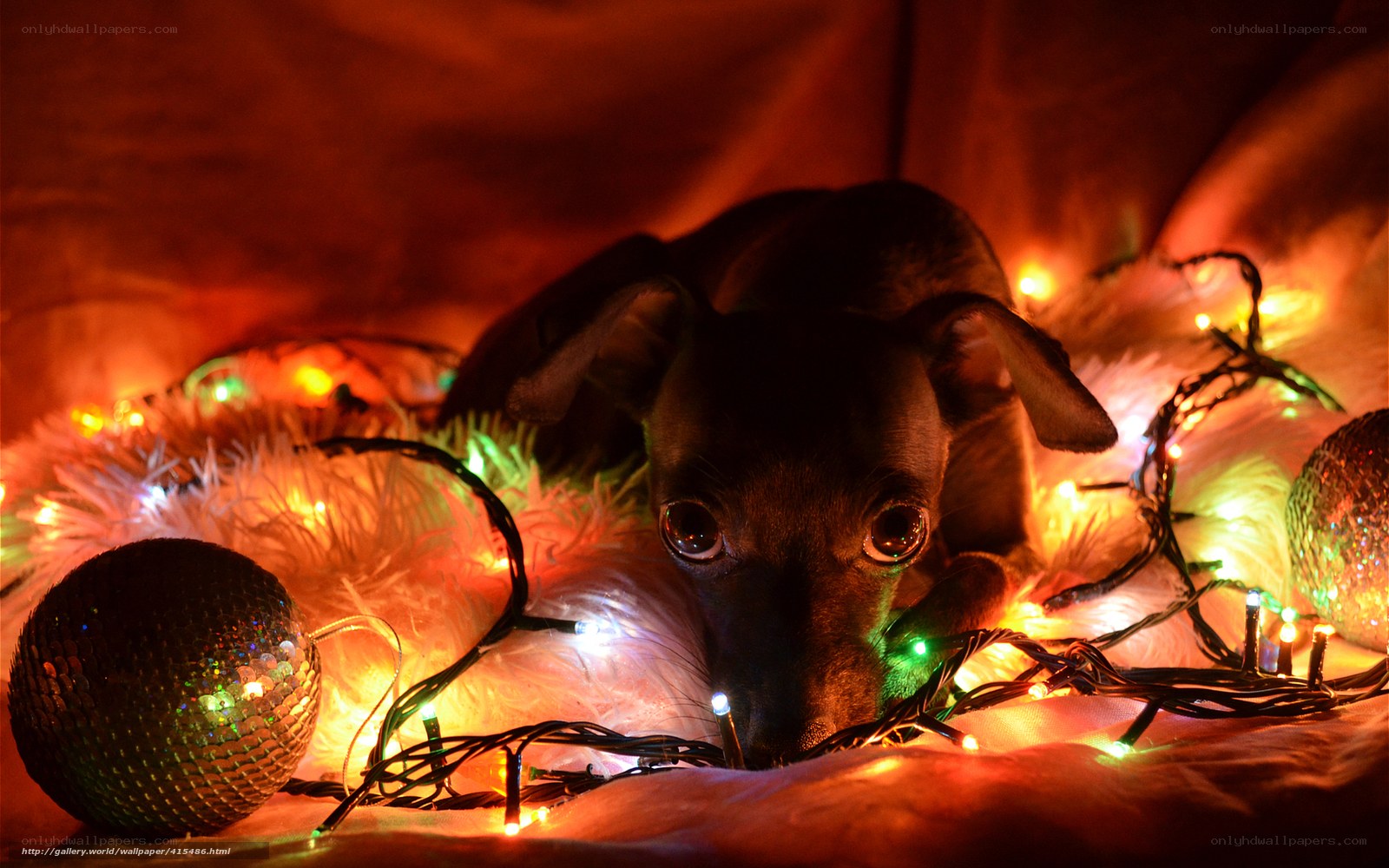 dog with holiday lights