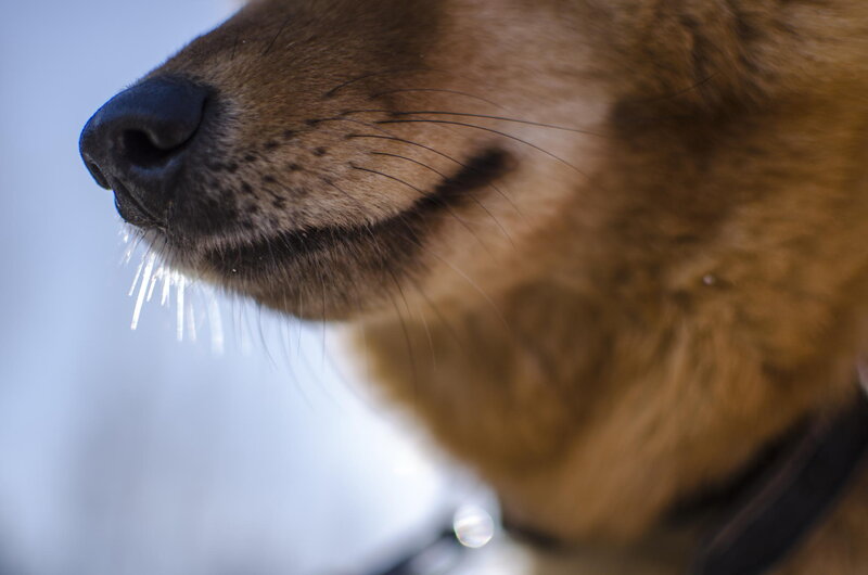Dog with Ice on Whiskers