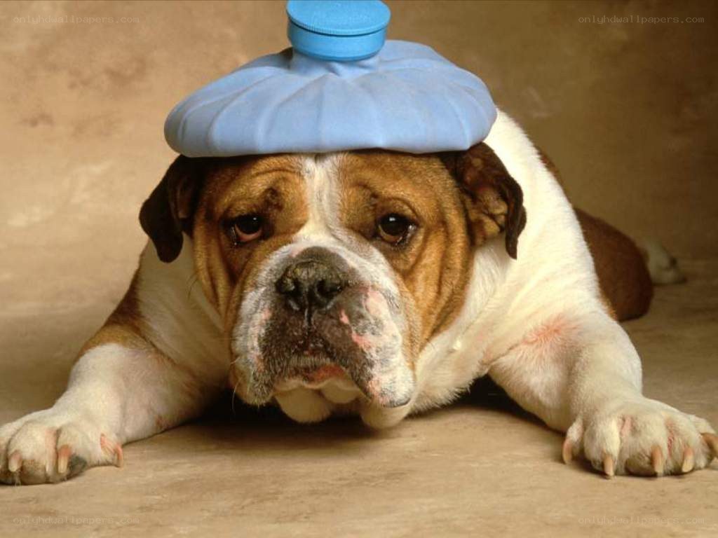 dog with ice pack on head