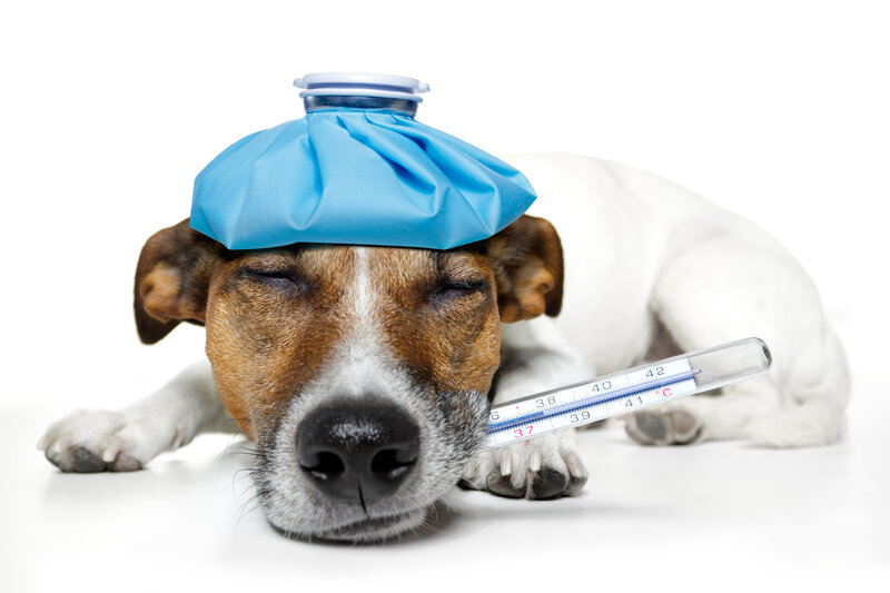 Dog with Ice Pack