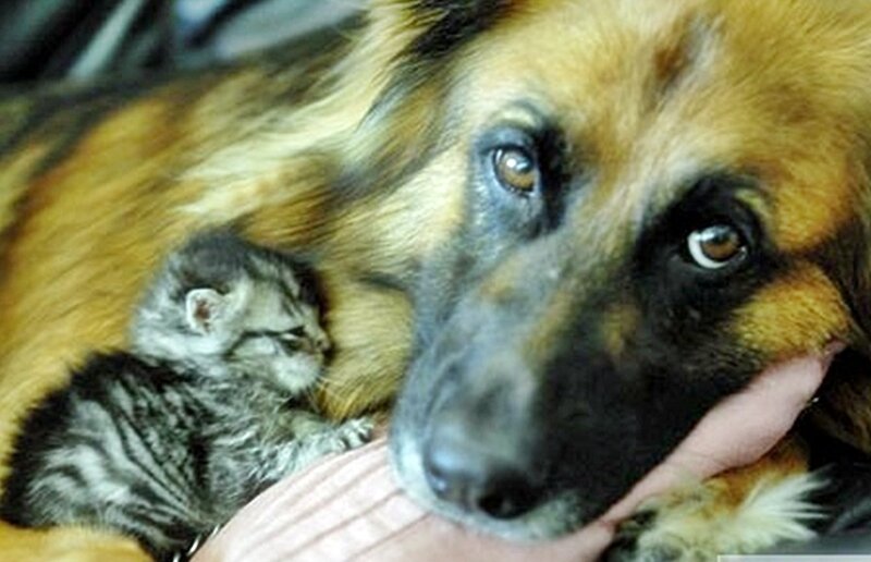 Dog with kitten resting