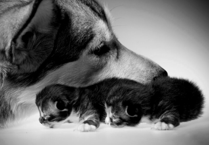 Dog with Kittens — Black