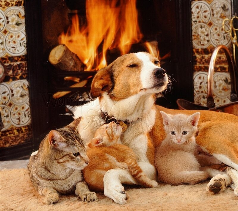 Dog with Kittens — Brown, Cozy