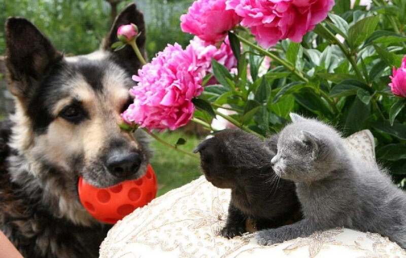 Dog with Kittens — Pink