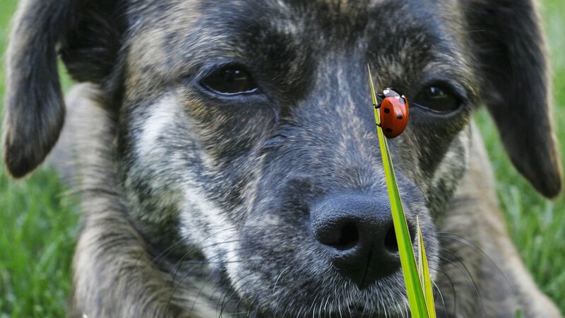 dog with ladybug on grass