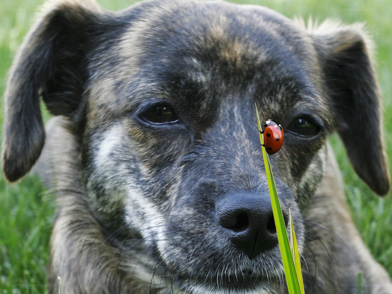 dog with ladybug on nose