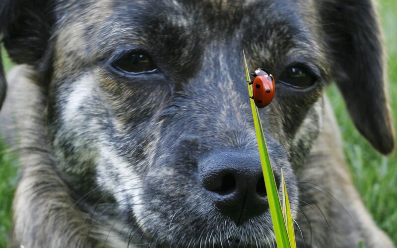 Dog with Ladybug