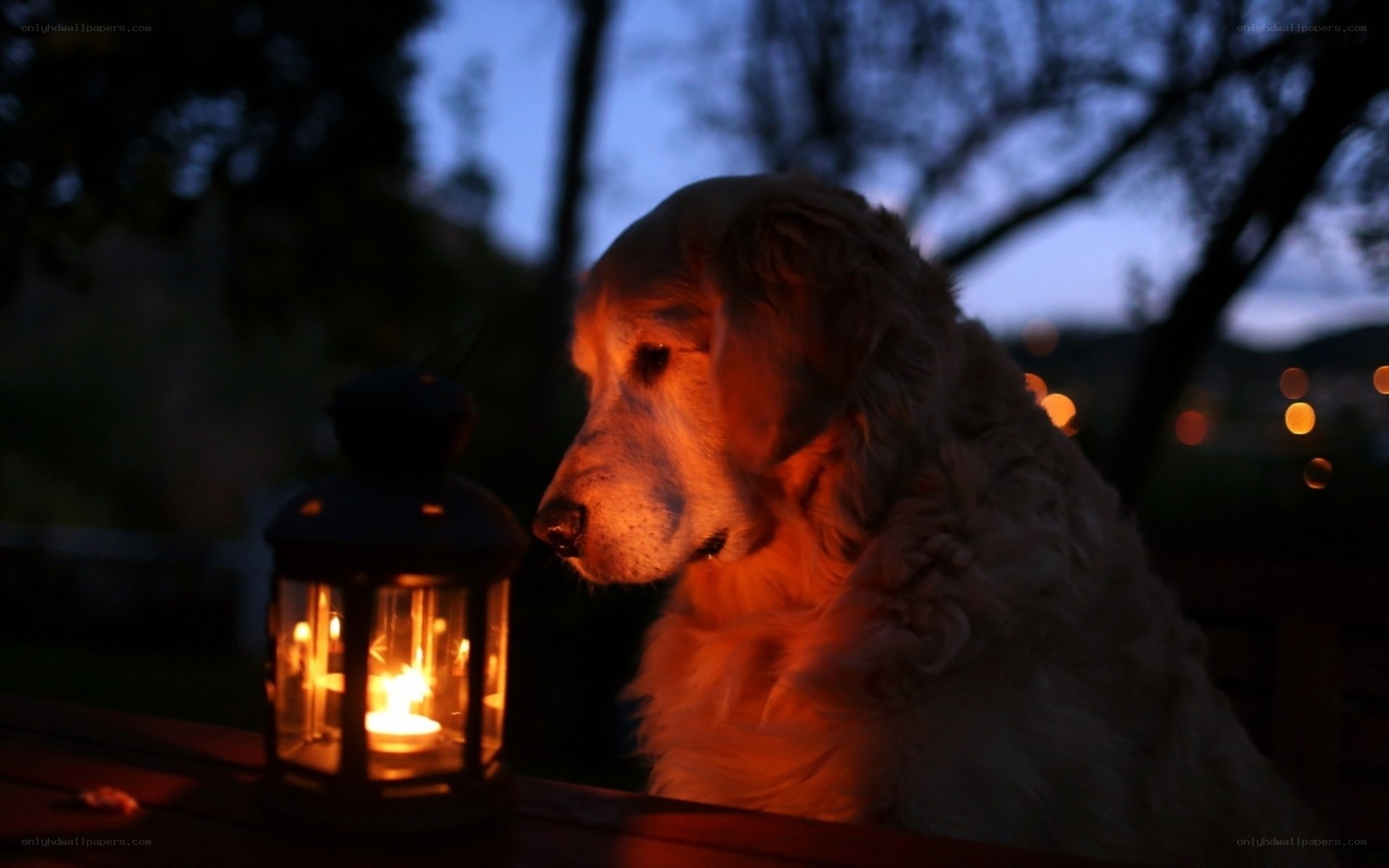 dog with lantern at dusk