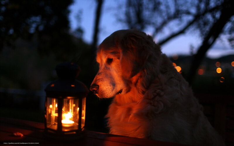 dog with lantern at dusk