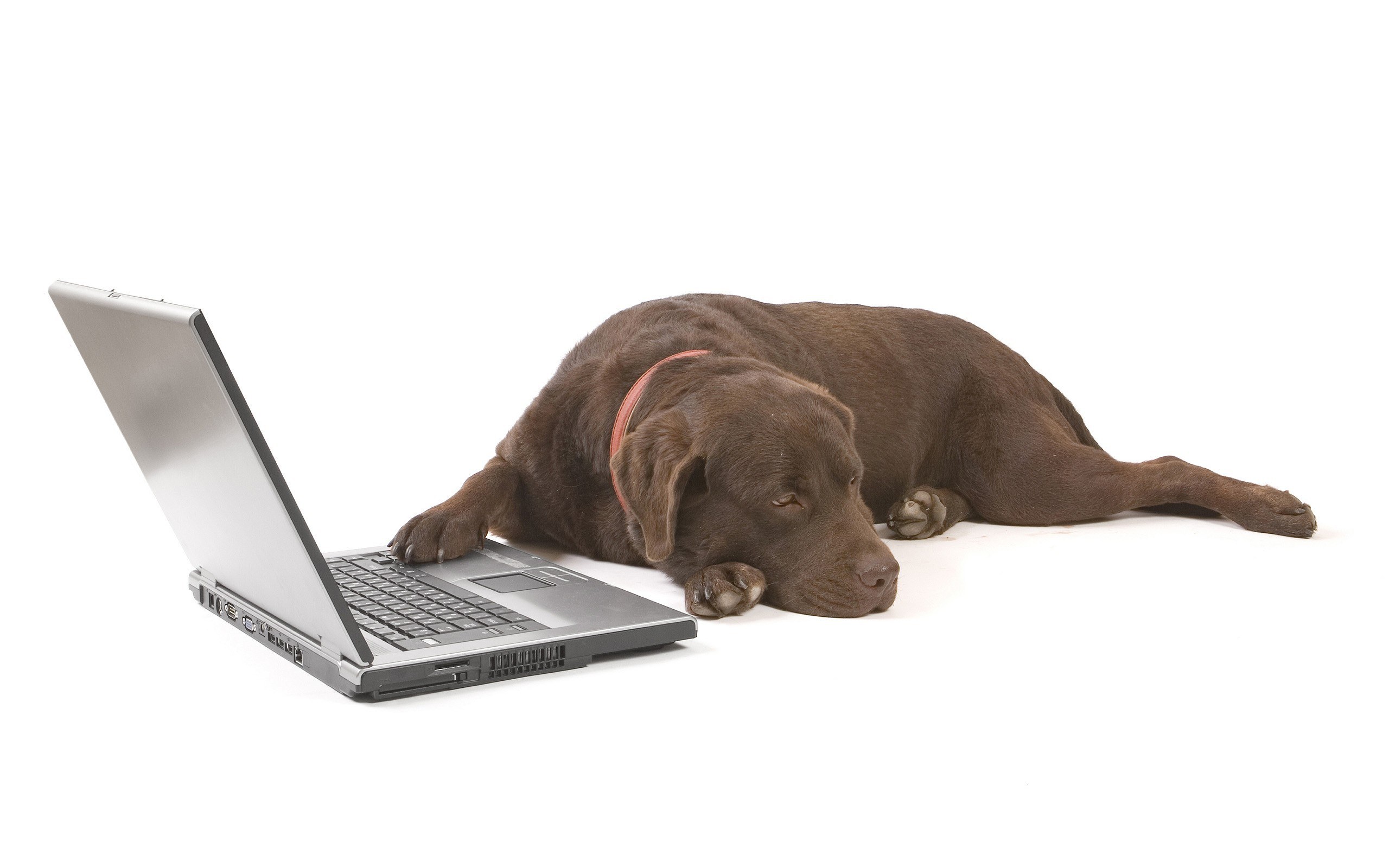 dog with laptop on white