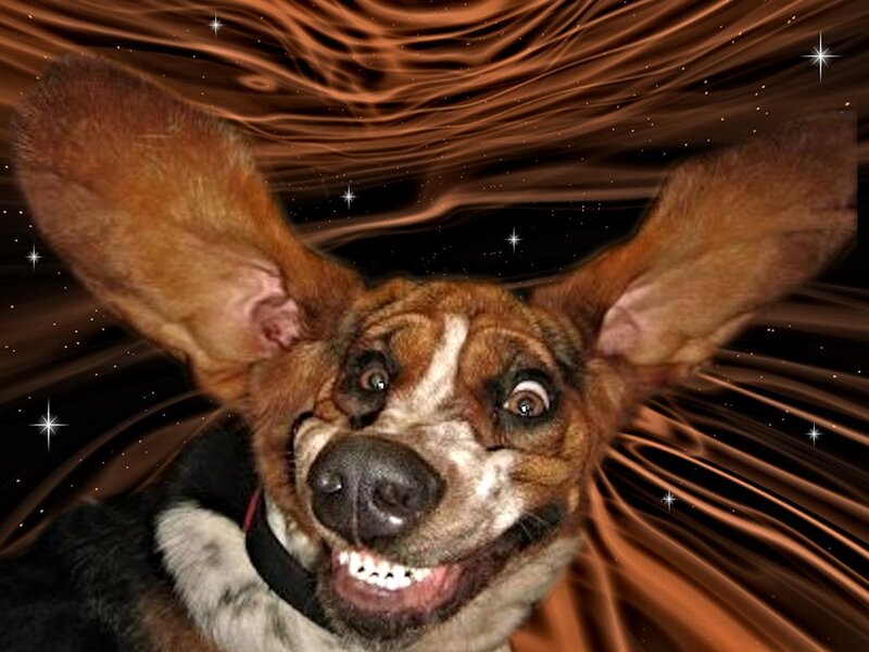 Dog with Large Ears