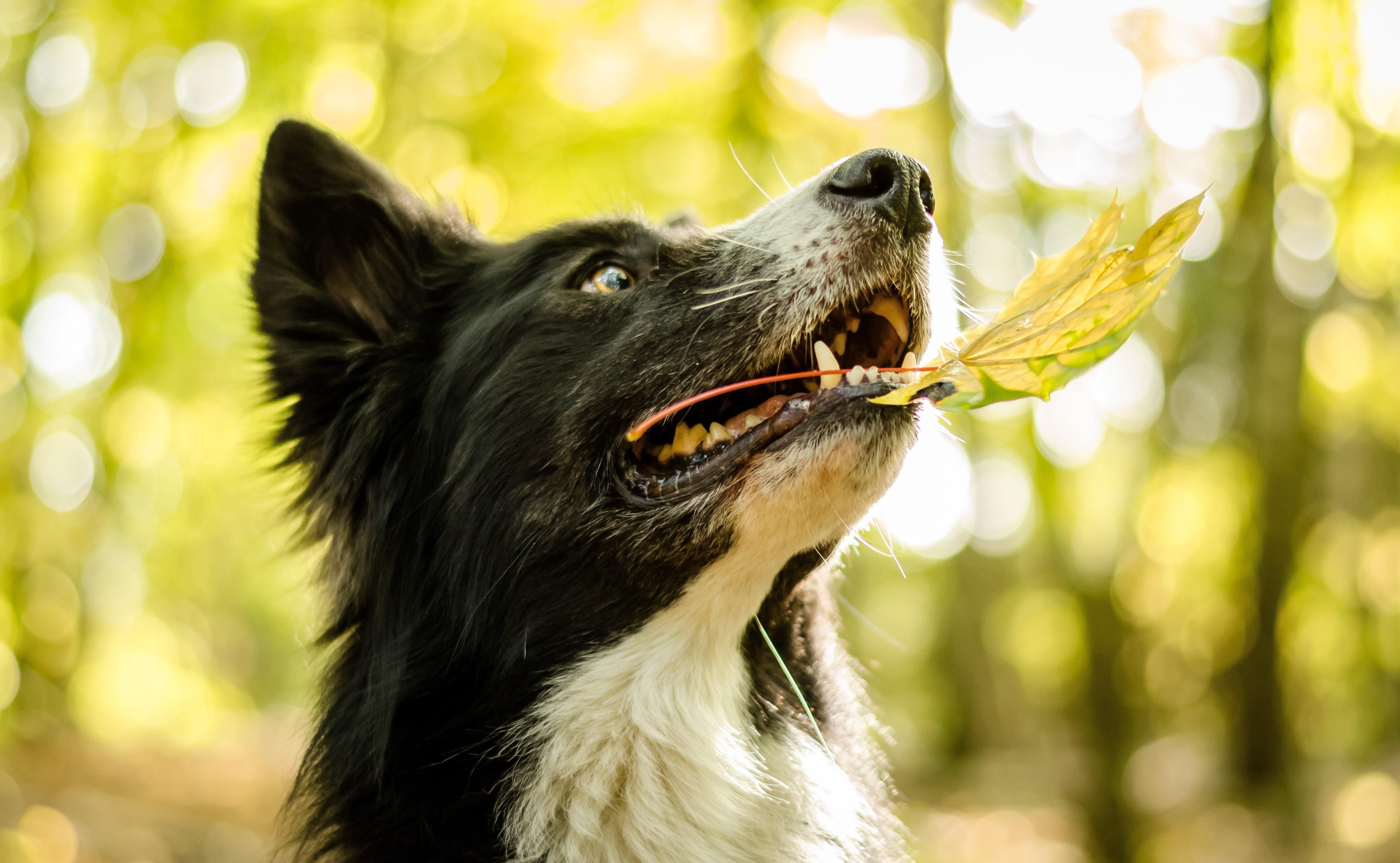 dog with leaf in mouth
