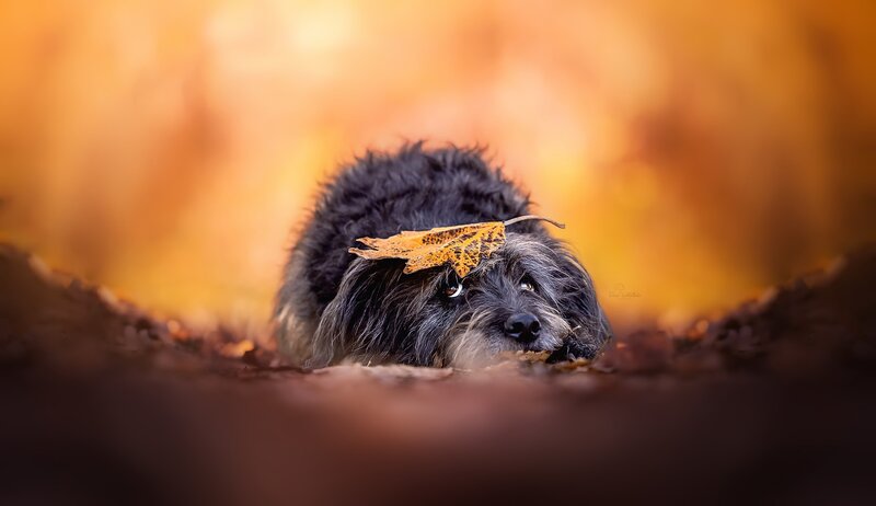 Dog with Leaf on Head — Orange