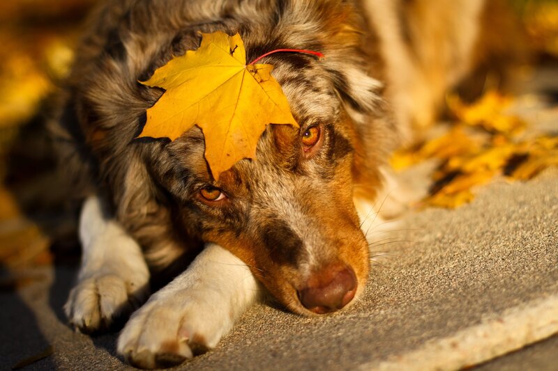 Dog with Leaf on Head — Yellow, Calm