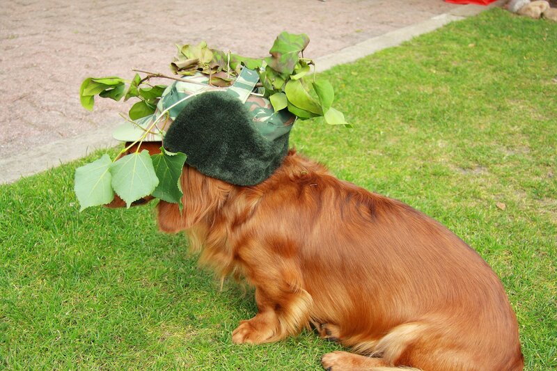 dog with leafy hat
